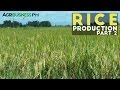 Rice Production Part 2 : Rice Production Process and Management | Agribusiness Philippines