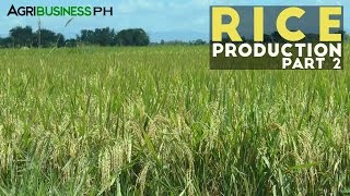 Rice Production Part 2 : Rice Production Process and Management | Agribusiness Philippines
