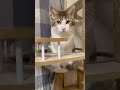 ぼ～っとする猫さん#猫とゲームとおやじ#保護猫#子猫#野良猫#ねこのいる生活#ねこのいる暮らし#猫のいる生活#猫のいる暮らし#短い動画#ストーリー動画#Shorts#cat