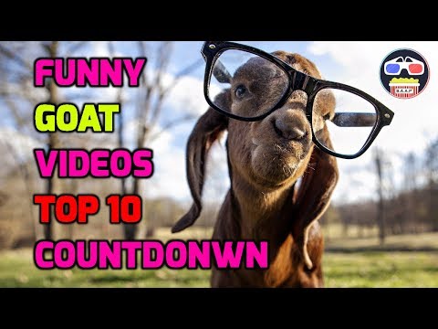 most-funny---top-10-baby-goat-videos---countdown