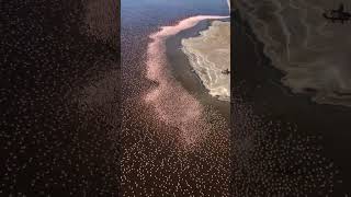 pink flamingos🦩 A truly magnificent sight to behold #shorts #flamingo #nature #shortclip #short