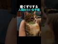 寝ぐずりする人間みたいな子猫