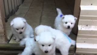 Spitz pups 4 wks old by Carmel Thompson 1,076 views 11 years ago 13 seconds