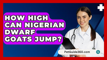 How High Can Nigerian Dwarf Goats Jump? - PetGuide360.com