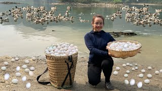 Harvest duck eggs from the river to sell at the market and take care of livestock