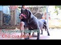 P1: Ngao Ý - Giống Chó của Mafia Italia/ Neapolitan Mastiff/ NhamTuatTV - Dog in Vietnam