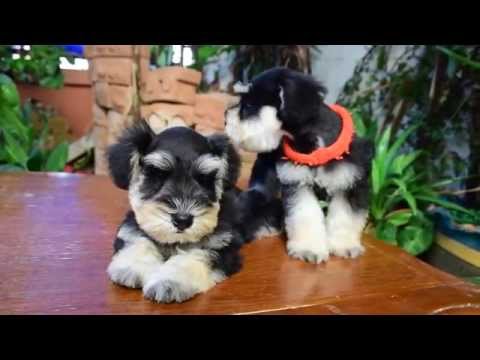 ลูกสุนัข มิเนเจอร์ ชเนาเซอร์ Miniature Schnauzer by คอกรักจังทีมชเนาเซอร์