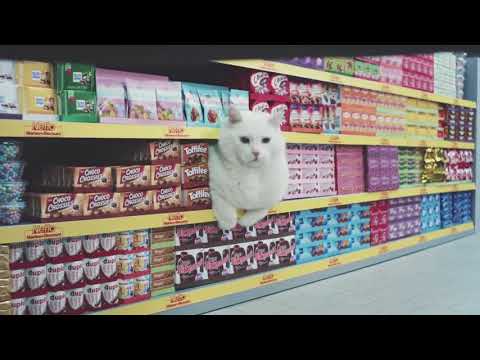 Space Cats Magic Fly Music Video Album Commercial (Netto)