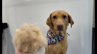 Labrador Groom (Lots of hair!) | Dog Grooming by Go Fetch Grooming 932 views 11 months ago 14 minutes, 48 seconds