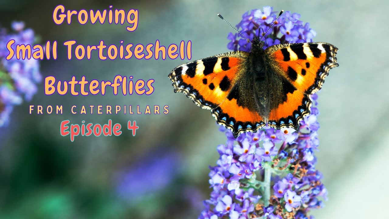 Small Tortoiseshell Butterflies in their Chrysalis