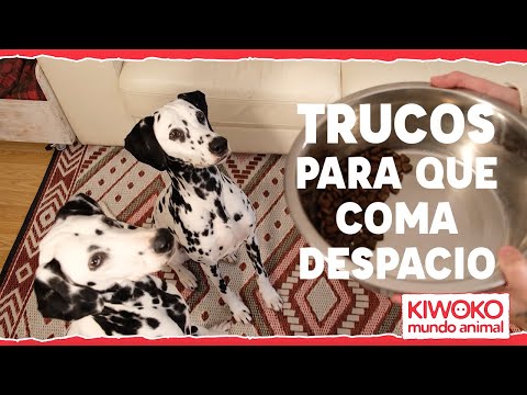 Video: Que Hacer Si Tu Perro Es Lento