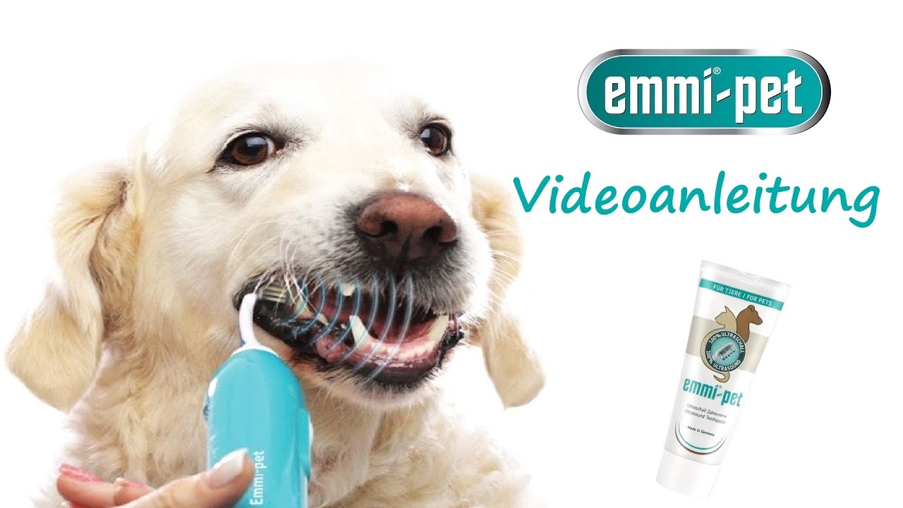 zahncreme für hunde