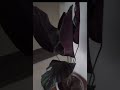 Magandang halaman sinamahan pa ng bagong composed na reggae ng apo ni pungoy tv