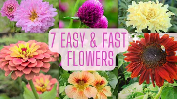 7 Easy & Fast Flowers To Grow From Seed. Beginner Friendly Annual Flowers!