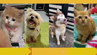 Best Funniest Cat vs Dog Obstacle Cup Challenge! CitiPet Squad