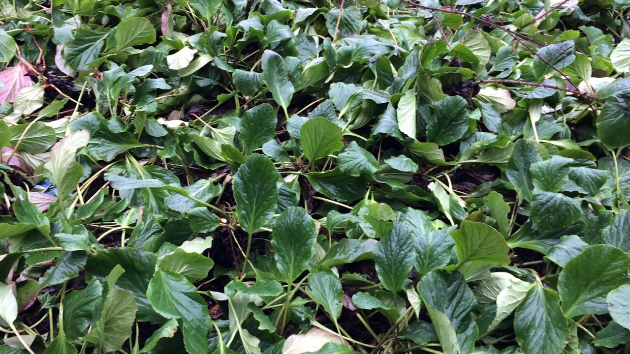 Elephant S Ears Bergenia Plants February 2018 Plants Elephant Ears Herbs