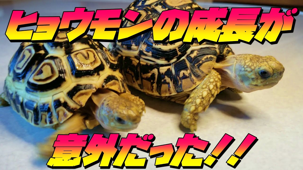 大食いのヒョウモンガメの成長スピードが意外だった ヒョウモンリクガメ Leopard Tortoise Youtube