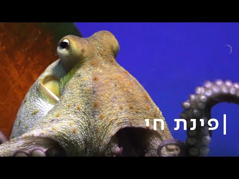 בלע את הגו-פרו: התמנון מירושלים עצבני