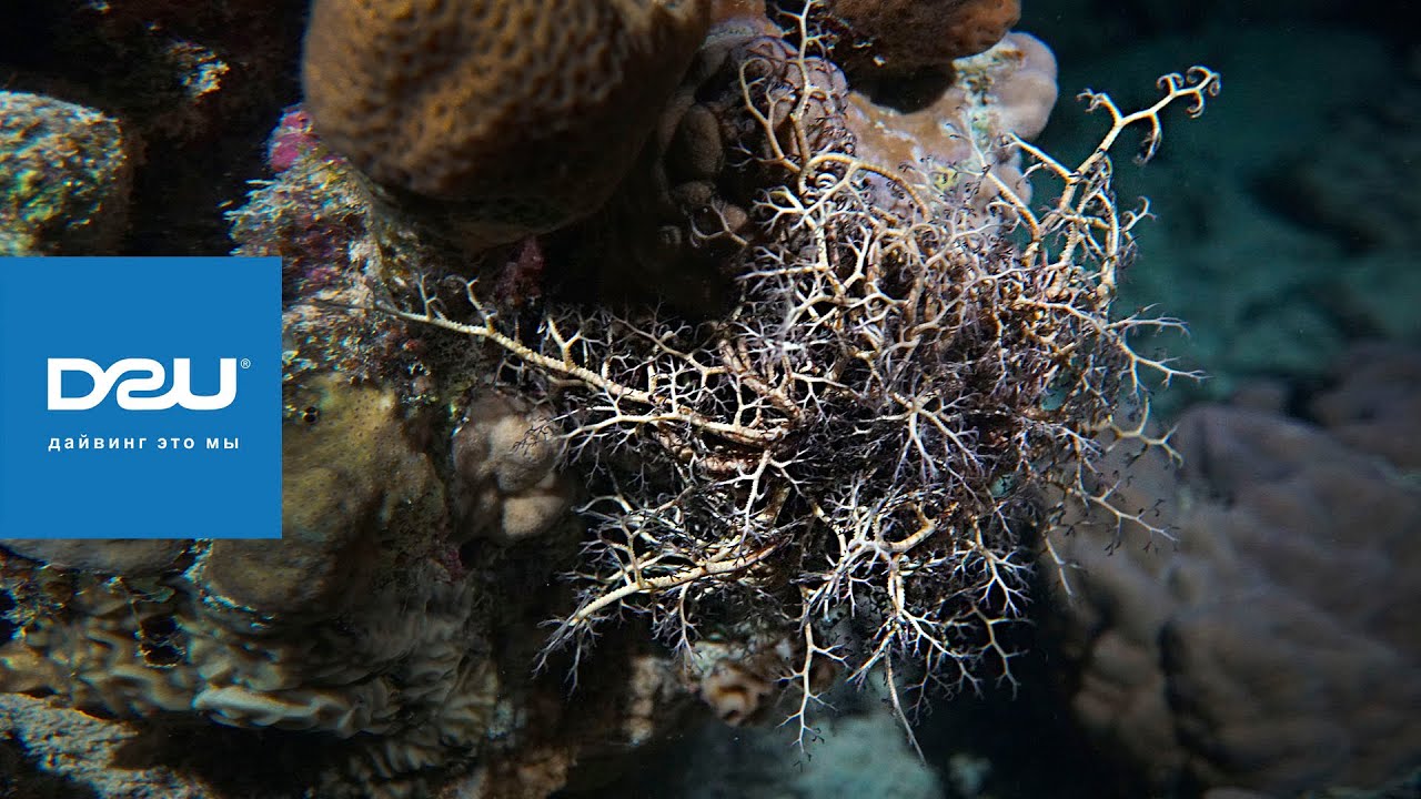 D2U club - Дайвинг сафари - Юг Египта - Змеехвостка или Голова горгоны