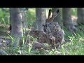 Lynx vidéo 2