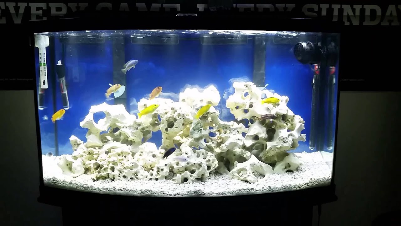 Picture of 46 gallon african cichlid tank setup PT.3 - YouTube