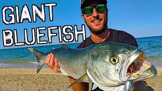The BLUEFISH OF A LIFETIME!! Topwater EPIC FISHING from the Beach ( AND MORE) screenshot 5