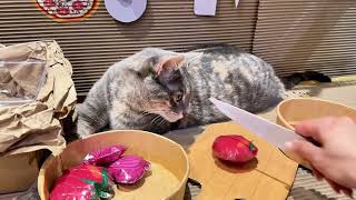 Crafting Magic with Cat ASMR#cutecat#cooking#diy #cardboard #craft