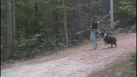 Clicker Training Lesson 1 - Understand the Concept Behind The Clicker