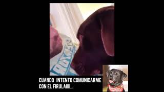 Pablo Alborán  charlando con terral  😄🐶