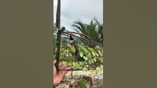 Merbah jambul kg / Malaysia