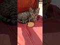 ye chand sa roshan chehra 😍😘😘 #cat #catvideos @zeemusiccompany @fun @Shorts