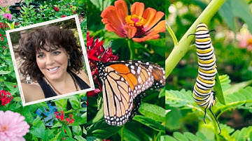From Egg to Monarch:  See How I Raise Caterpillars my Butterfly Garden|