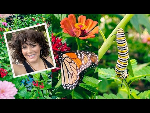 How I Hatch Butterfly Eggs at Home | Raising Monarch Caterpillars