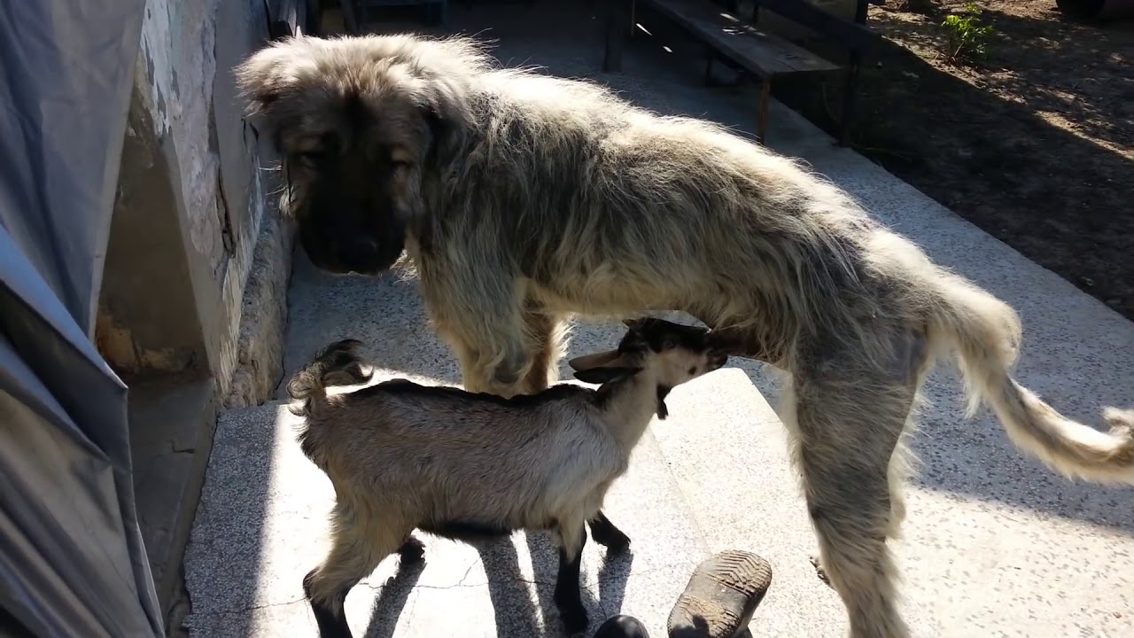 Incroyable une chèvre suce un chien !!!! YouTube