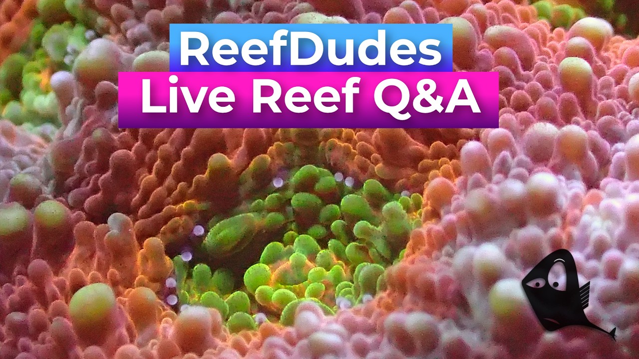 ReefDudes Live Saltwater Reef Tank Q&A  - Live with ReefingWithO