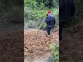 Amazing BambooShoots Cutting Skills #shortsfeed #bamboo #bamboo1 #viral #bushcraft #bambooacademy