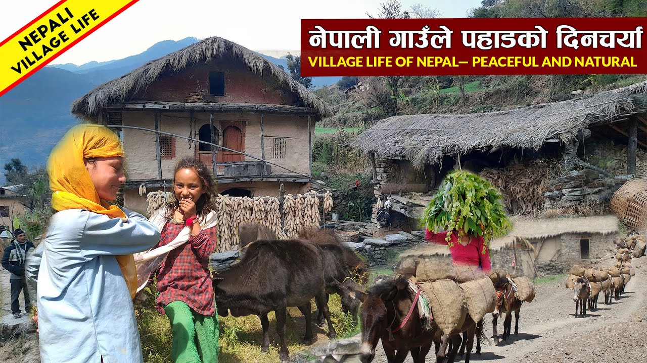 Nepali Mountain Village Lifestyle || Nepal Village Life || IamSuman