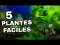 5 PLANTES FACILES POUR VOTRE AQUARIUM