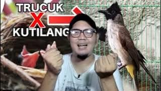 BURUNg HYBR1D SIL4NG4N TRUCUK X KUTILANG USIA DEWASA  AKHIRNYA DIJUW4L - BADAN KUTILANG SUARA TRUCUK