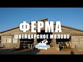 ФЕРМА "Швейцарское молоко". Экскурсия с детьми