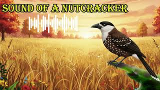 SOUND OF A NUTCRACKER 🔊 What does a nutcracker sound