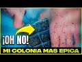 MI COLONIA DE HORMIGAS MÁS ÉPICA