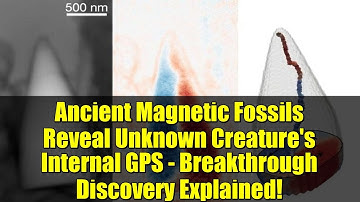 Ancient Magnetic Fossils Reveal Unknown Creature