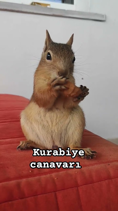 EVDEKİ HERŞEYİ YİYOR YAKİNDA EVİ YİYECEK #funny #funnyvideo #squrrel