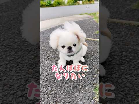 俺、実はたんぽぽになりたいねん　#ペキニーズ #子犬お迎え #いっぬ  #癒しの動画  #ぺたろー #pekinese