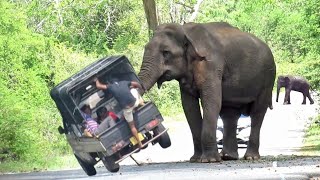 Wild Elephant attacks the local tourist's vehicle and steals the food