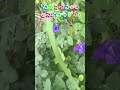 సంఖు పూలతో సమస్త సంపదలు#shortvideo #@Annapurnahomefoodpickles