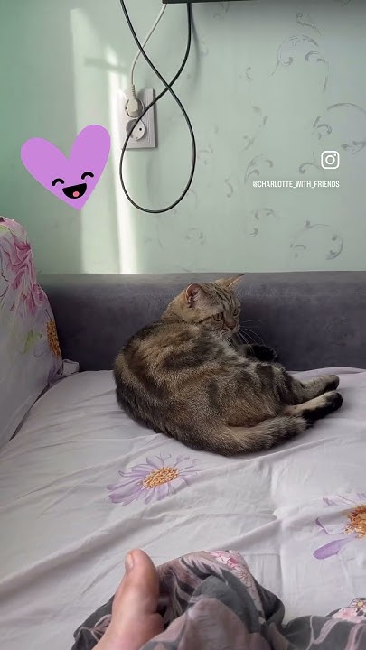 И трава была зеленее, и кольаса была не из бумаги…😂😂😂 #charlotte #cat # ...