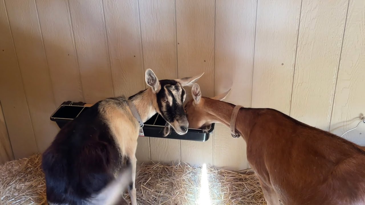 Goats and Chickens living together, Preventing disease in a Natural Way!
