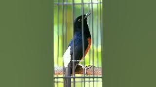 Murai batu gacor isian cililin kenari